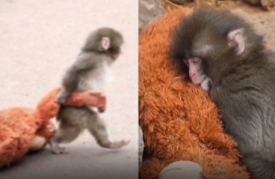 FILHOTE ABANDONADO EM ZOOLÓGICO  EMOCIONA O MUNDO AO SE APEGAR A PELÚCIA COMO SUBSTITUTA DA MÃE