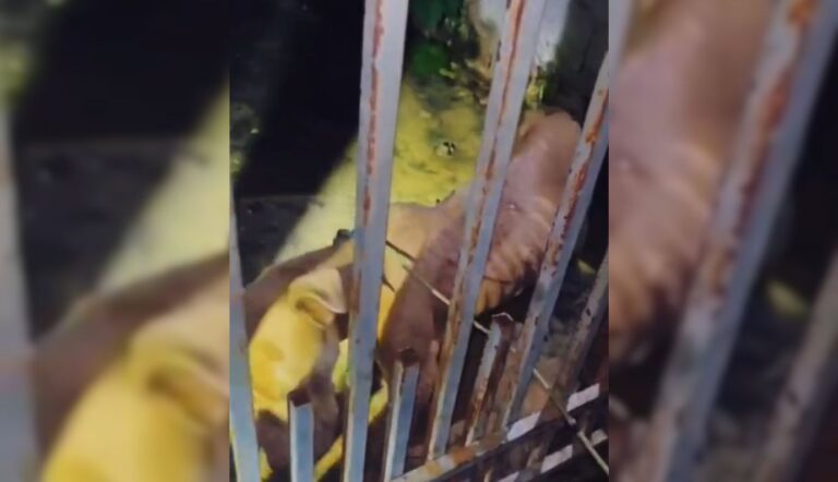 PITBULL É RESGATADO EM ESTADO GRAVE DURANTE OPERAÇÃO DA PM EM PRIMAVERA DO LESTE