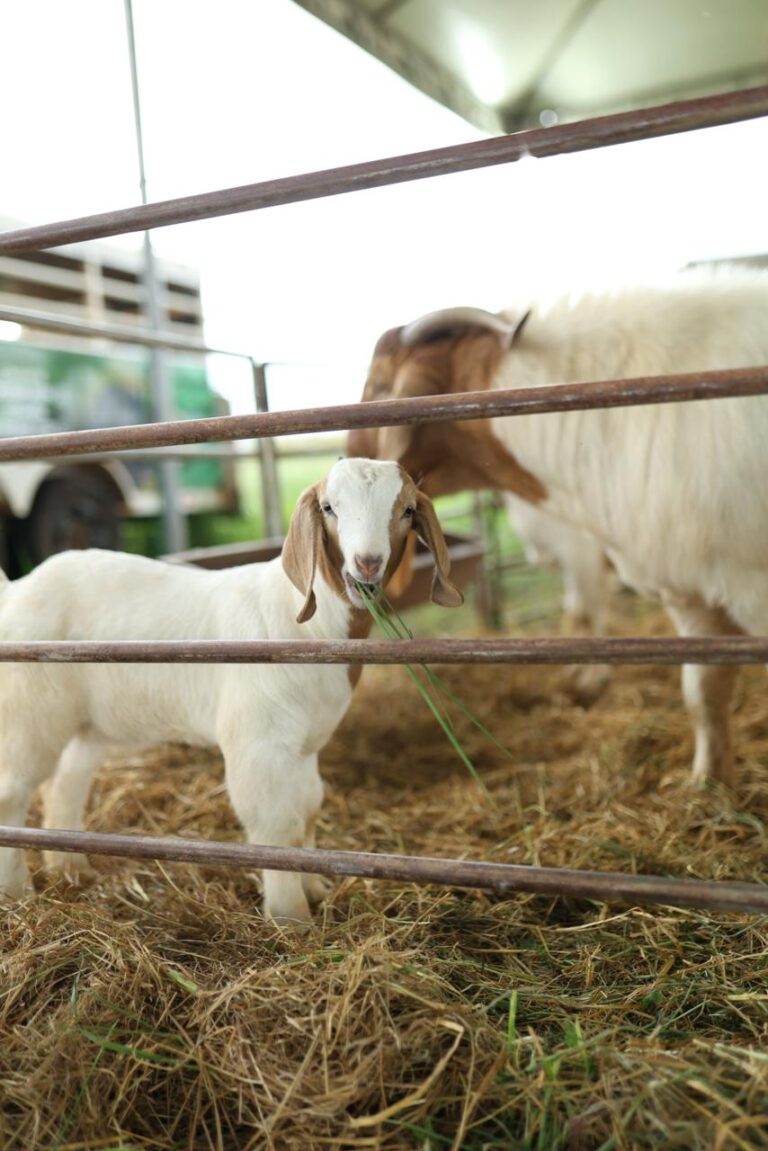10ª FARM SHOW MT EM PRIMAVERA DO LESTE PROMETE MINI FAZENDA AMPLIADA E EXPERIÊNCIA AINDA MAIS INTERATIVA